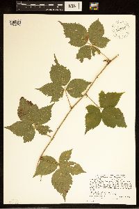 Rubus steelei image