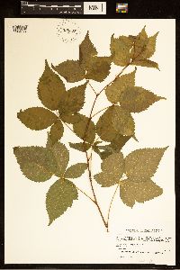 Rubus satis image