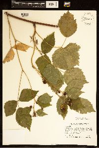 Rubus satis image