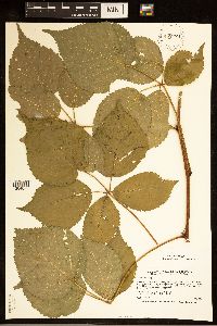 Rubus satis image