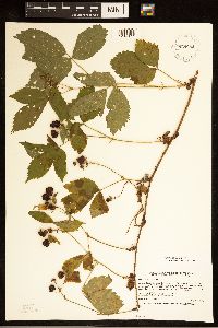 Rubus satis image