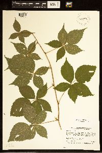 Rubus satis image