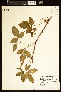 Rubus satis image