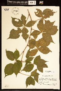 Rubus satis image