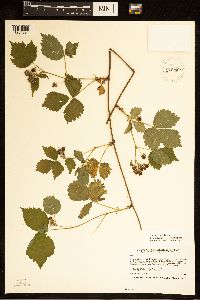 Rubus satis image