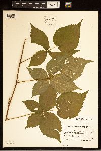 Rubus satis image