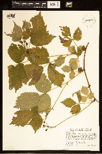 Rubus satis image