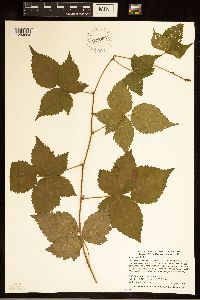 Rubus satis image