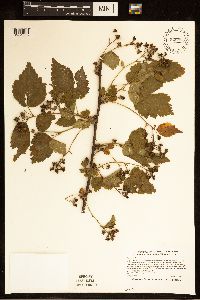 Rubus satis image