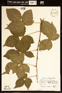 Rubus satis image