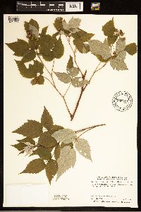 Rubus idaeus image
