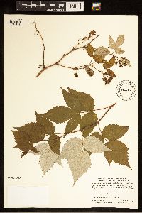 Rubus idaeus image