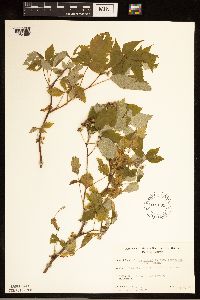 Rubus idaeus image
