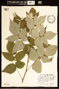 Rubus idaeus image