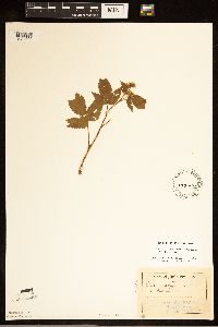 Rubus idaeus image
