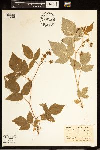 Rubus idaeus image