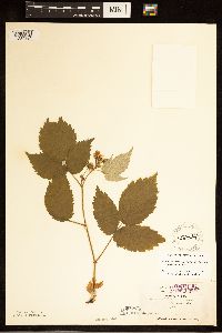 Rubus idaeus image