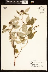 Rubus idaeus image