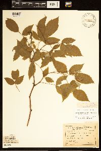 Rubus idaeus image