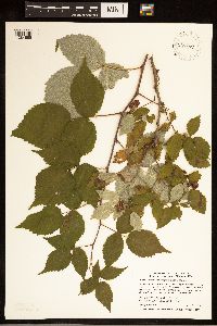 Rubus idaeus image