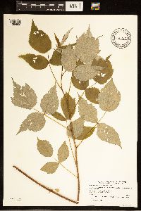 Rubus idaeus image