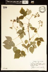 Rubus idaeus var. strigosus image