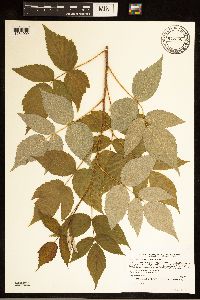 Rubus idaeus image