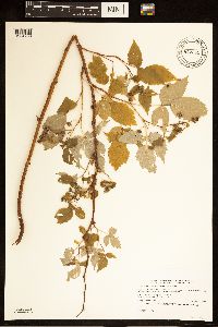 Rubus idaeus var. strigosus image