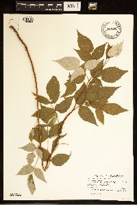 Rubus idaeus var. strigosus image