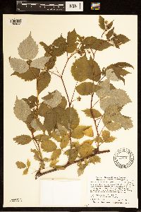 Rubus idaeus var. strigosus image