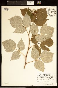 Rubus idaeus var. strigosus image