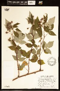 Rubus idaeus var. strigosus image