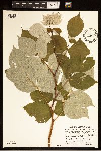Rubus idaeus var. strigosus image