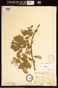 Rubus occidentalis image