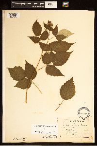 Rubus occidentalis image
