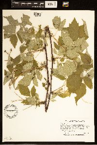 Rubus occidentalis image