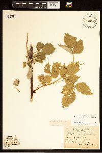 Rubus occidentalis image