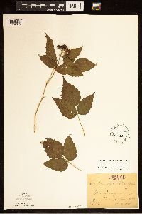 Rubus occidentalis image