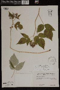 Rubus occidentalis image