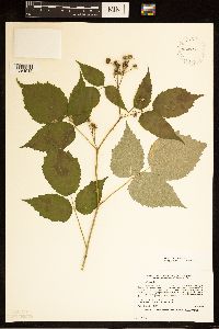 Rubus occidentalis image