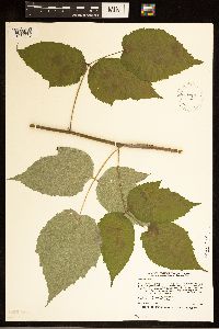 Rubus occidentalis image
