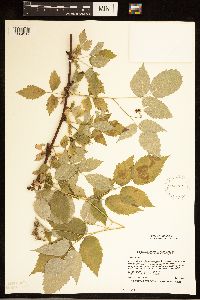 Rubus occidentalis image