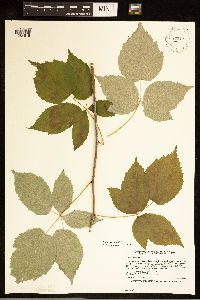 Rubus occidentalis image
