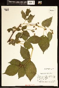 Media resource of Rubus multiformis