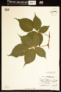 Rubus multiformis image