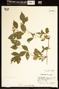 Rubus multiformis image