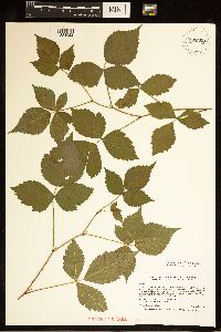 Rubus multiformis image