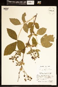 Rubus ablatus image