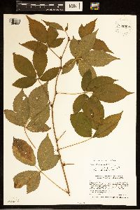 Rubus ablatus image