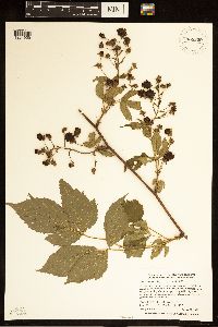 Rubus ablatus image